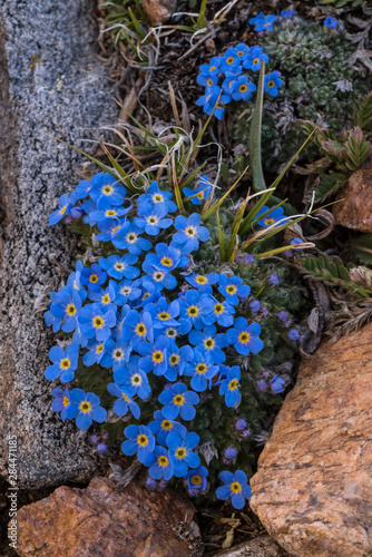 USA, Wyoming. Alpine forget-me-not (Eritrichium nanum), found in an alpine area near the Beartooth Highway, Wyoming photo