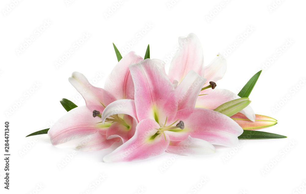 Beautiful fresh pink lilies with leaves on white background