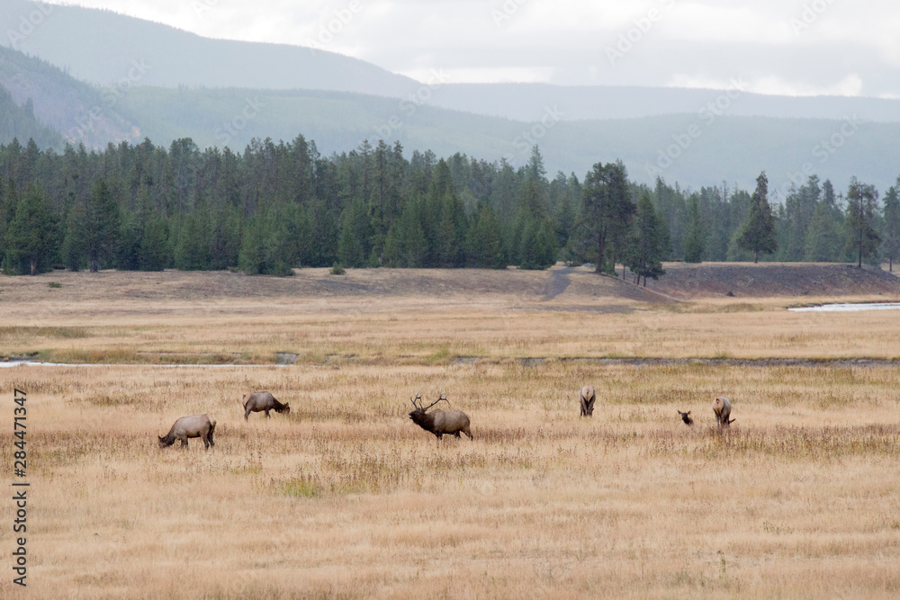 Yellowstone National Park, Wyoming, USA. Bull Elk bugling with group of elk.