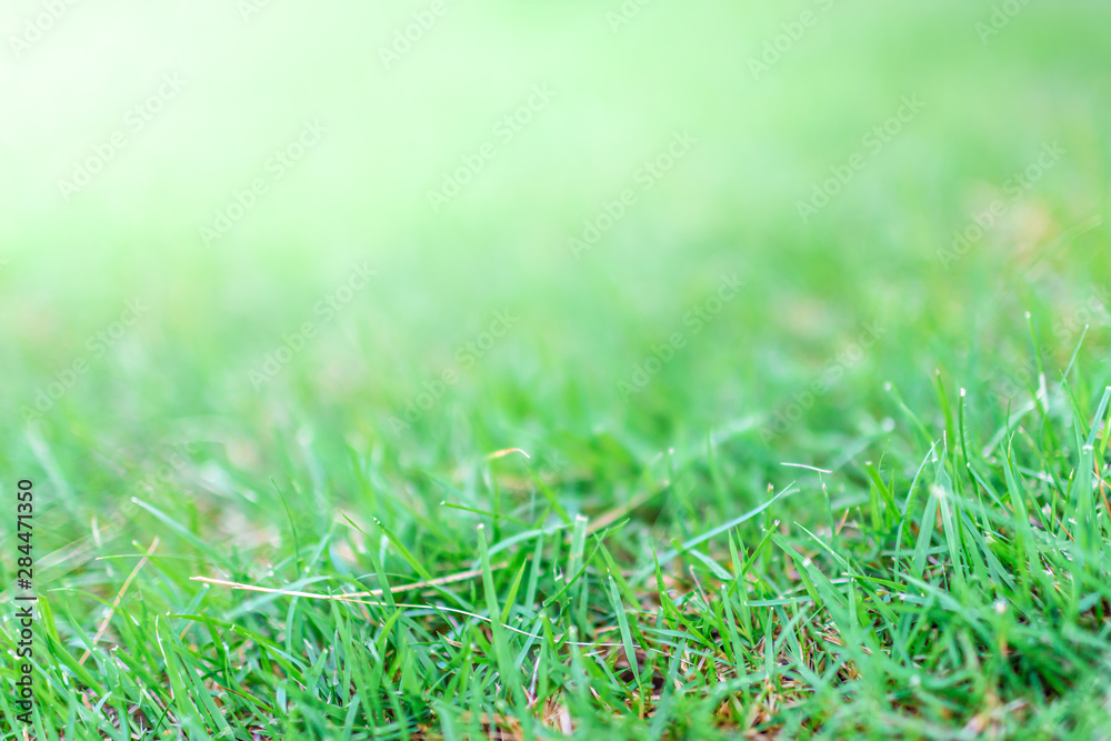 Fototapeta premium green meadow focus blur background