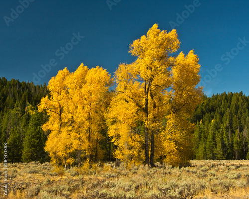 Fototapeta Naklejka Na Ścianę i Meble -  Autumn, Pacific Creek Road, Grand Teton National Park, Wyoming, USA