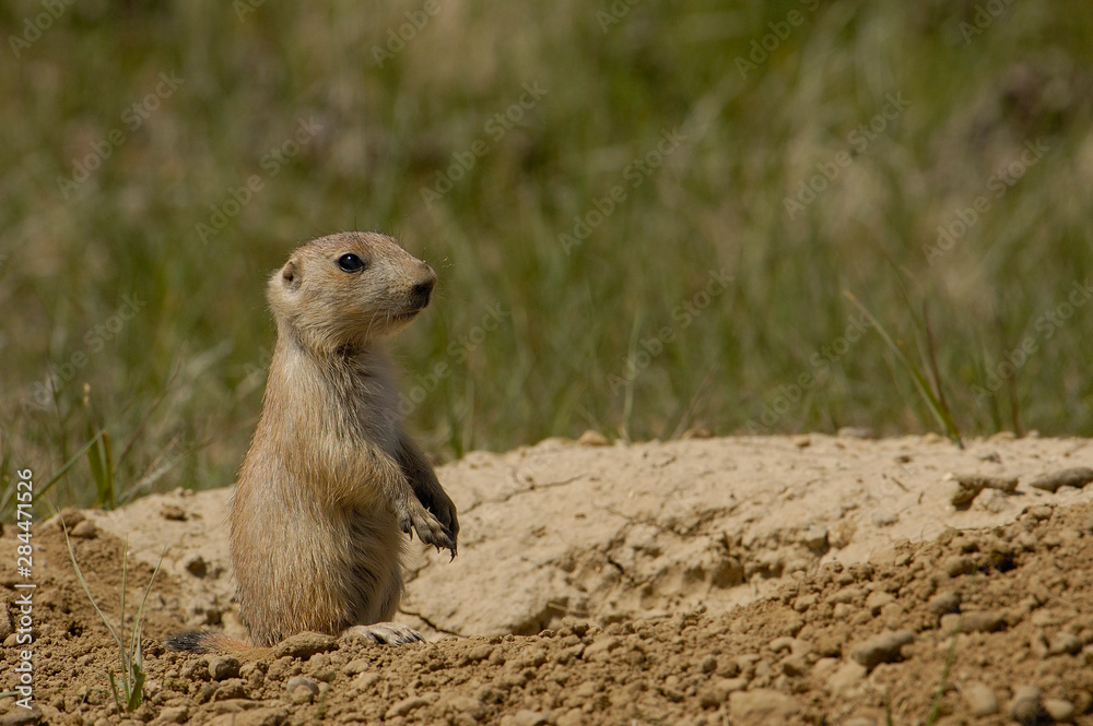Blacktail Prairie Dogs (Cynomys ludovicianus) Devil's Tower National Monument. Wyoming. USA Blacktail Prairie Dogs (Cynomys ludovicianus) Devil's Tower National Monument. Wyoming. USA
