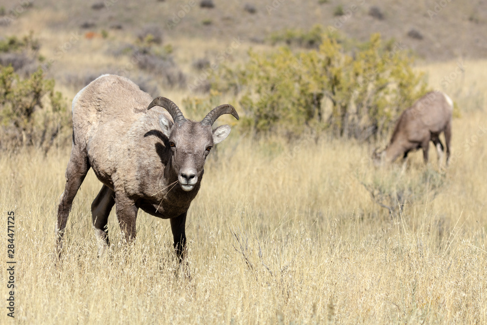 Rocky Mountain Bighorn Ewe, Ovis candensis, Gallatin Range, Yellowstone National Park, Wyoming Rocky Mountain Bighorn Ewe, Ovis candensis, Gallatin Range, Yellowstone National Park, Wyoming