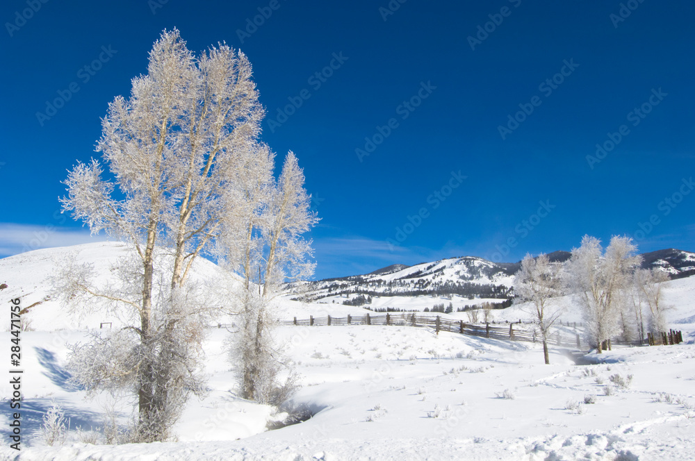 USA, WY, Yellowstone NP, Lamar Valley, Hoarfrost on Cottonwood Trees USA, WY, Yellowstone NP, Lamar Valley, Hoarfrost on Cottonwood Trees