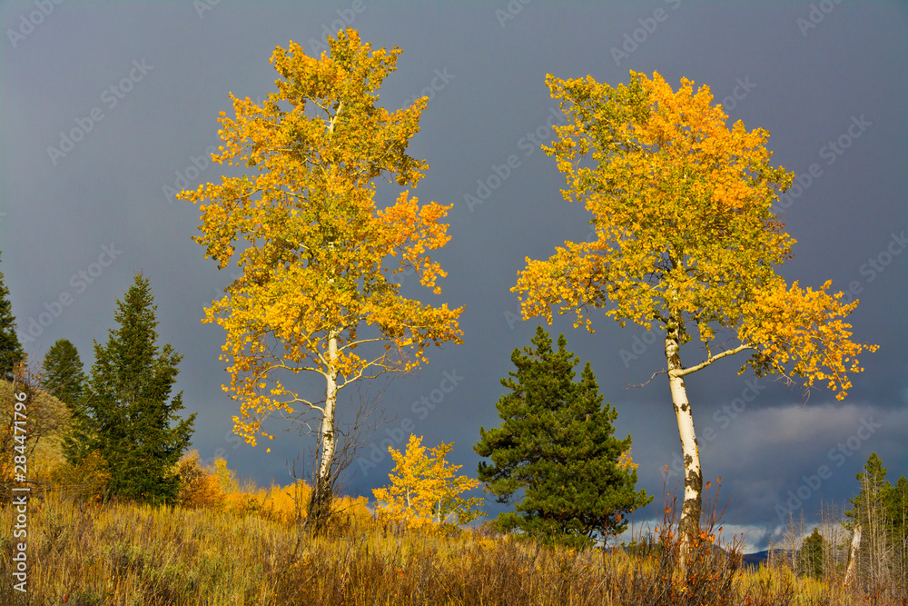Fototapeta premium Aspens and Evergreens, autumn, Wilson Road, Grand Teton National Park, Wyoming, USA