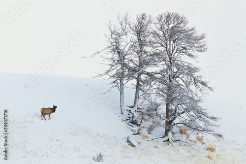 Rocky Mountain Elk  frosty morning