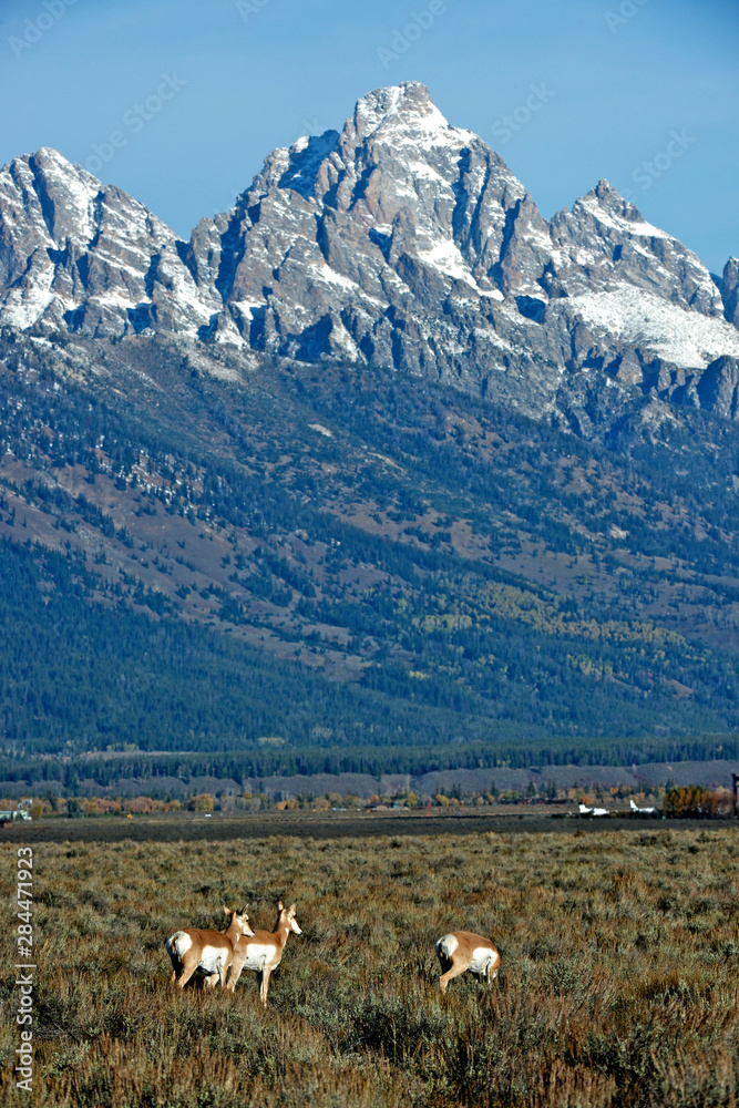 Pronghorn/Antelope in Teton National Park Pronghorns graze in the shadow of the Grand Tetons in Teton National Park.