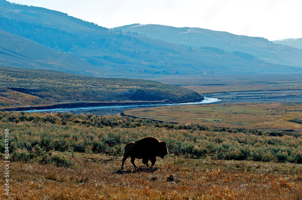 American bison (bison bison) graze in the Lamar Valley of Yellowstone National Park. American bison (bison bison) graze in the Lamar Valley of Yellowstone National Park.