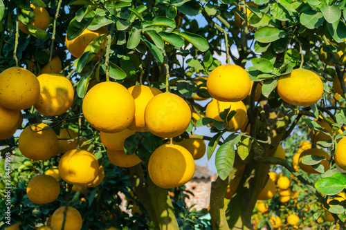 Ripe pomelo fruits hang on the trees in the garden.