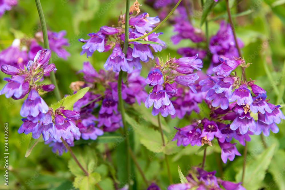 Fototapeta premium USA, Washington State, Olympic National Forest. Penstemon showy flowers on Mt. Townsend trail