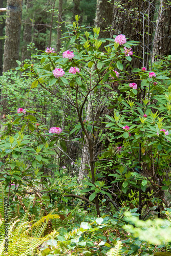 USA  Washington State  Olympic National Forest. Rhododendrons blooming along trail