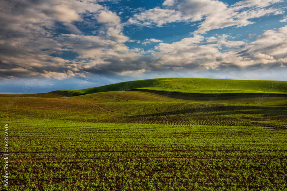 USA, Washington State, Palouse, Spring Rolling Hills of Wheat and Fallow fields