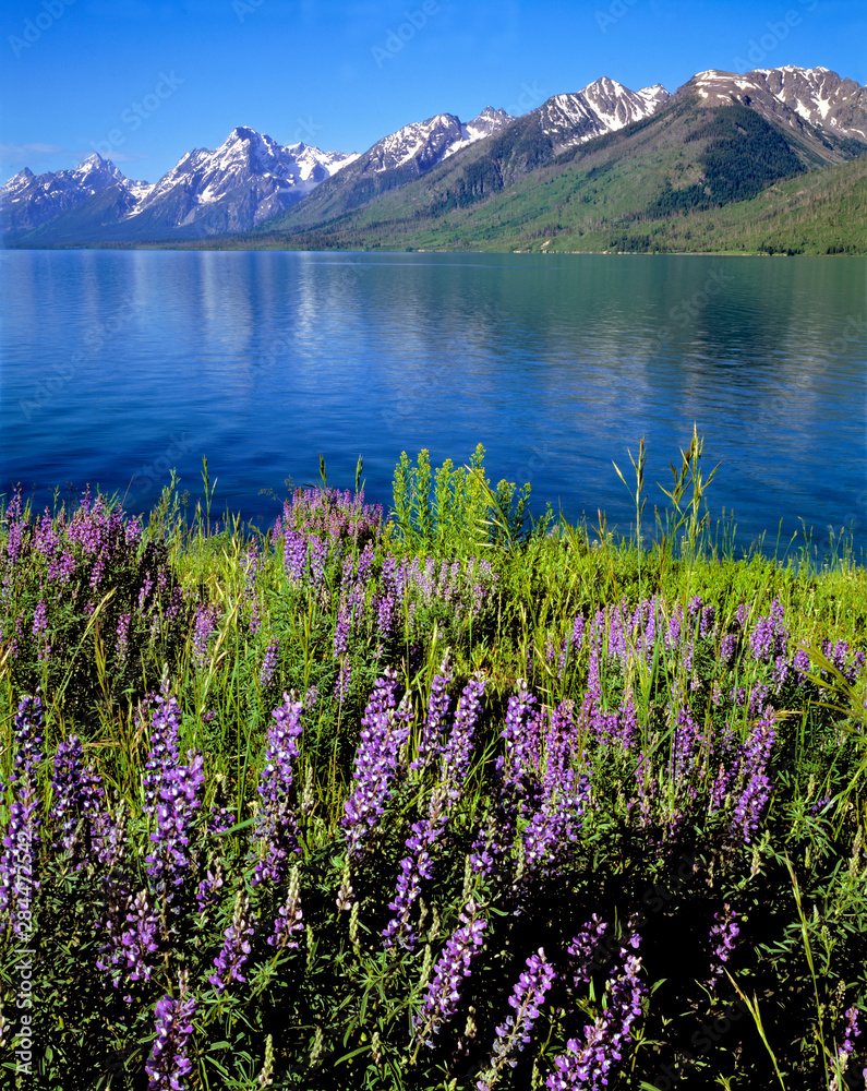 USA, Wyoming, Grand Teton NP. Purple lupine bloom on the shores of Jackson Lake, Grand Teton National Park, Wyoming.