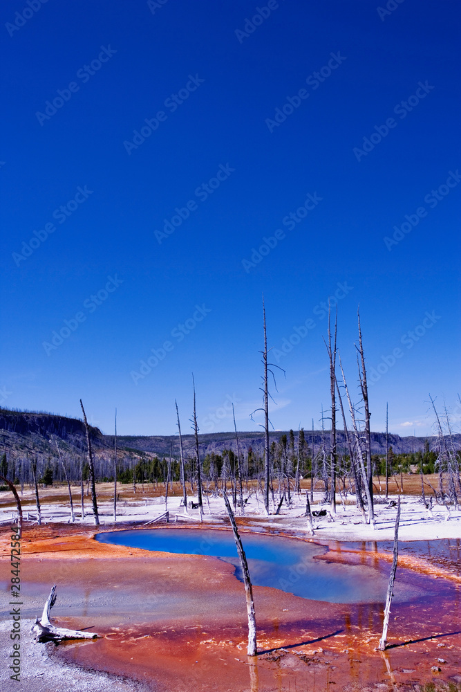 Ghost trees and bacterial mat near Grand Prismatic Spring, Midway Geyser Basin, Yellowstone National Park, Wyoming. Noted as the largest hot spring in the U. S. and third largest in the world.