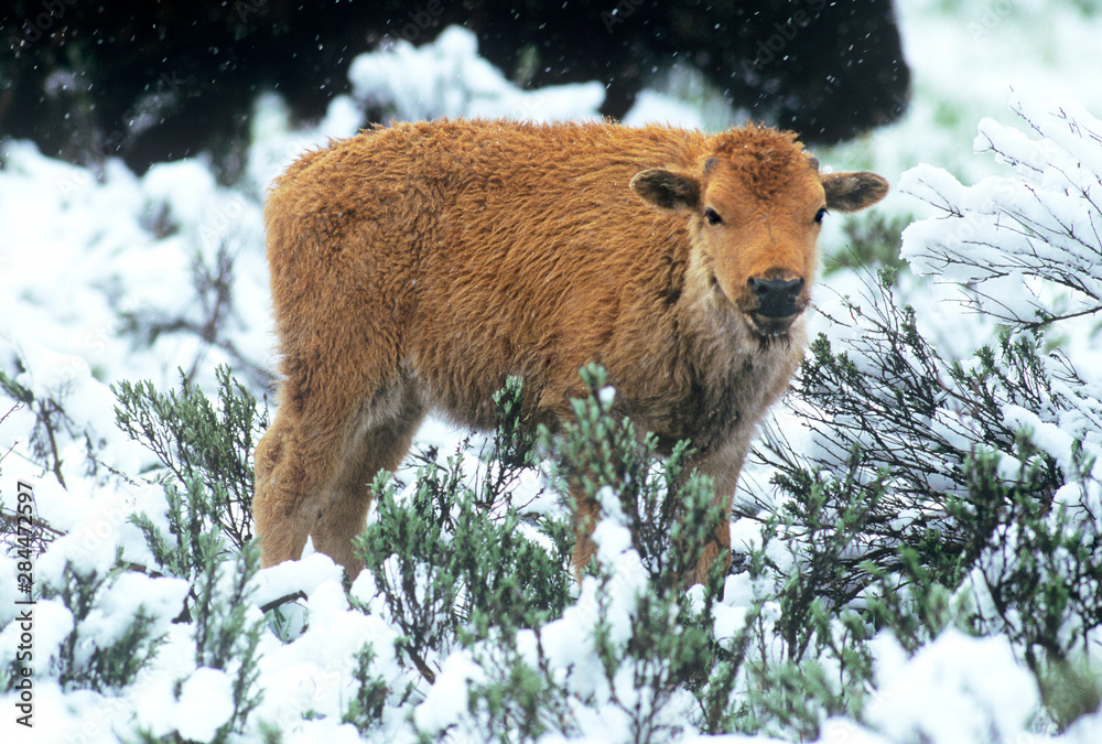 USA, Wyoming, Yellowstone National Park. Young bison calf in spring snowstorm. USA, Wyoming, Yellowstone National Park. Young bison calf in spring snowstorm.