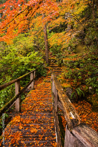 USA, Washington State, Newhalem, Red Vine Maple in Full Autumn Glory photo