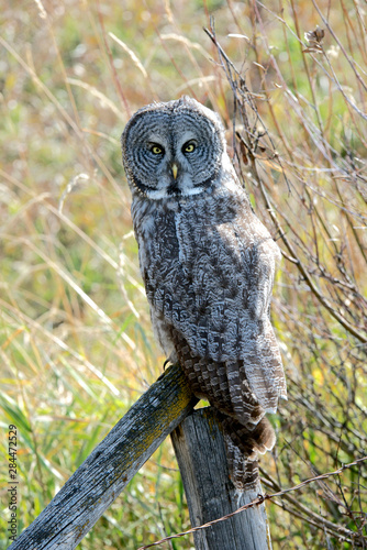 A juvenal Great Grey Owl, the largest owl in the world, is distributed ac ross the Northern Hemisphere.