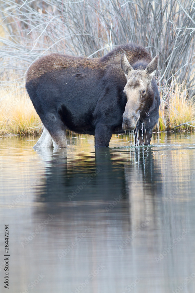 Wyoming, Sublette County, Cow moose lifting head from pond after feeding. Wyoming, Sublette County, Cow moose lifting head from pond after feeding.