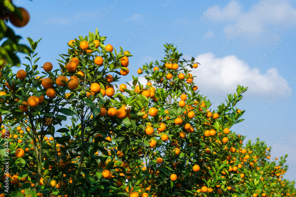 Vibrant orange citrus fruits on a Kumquat tree against blue sky Vibrant orange citrus fruits on a Kumquat tree against blue sky