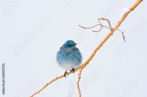 Wyoming, Sublette County, Migrating Mountain Bluebird perched on branch. photo