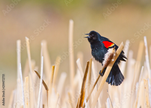 Wyoming, Sublette County, Male Red-winged Blackbird singing in cattail marsh. photo