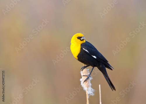 Wyoming, Sublette County, Yellow-headed Blackbird perched on cattail. photo