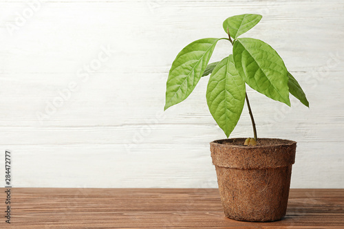 Young avocado sprout with leaves in peat pot on table against white wooden background. Space for text