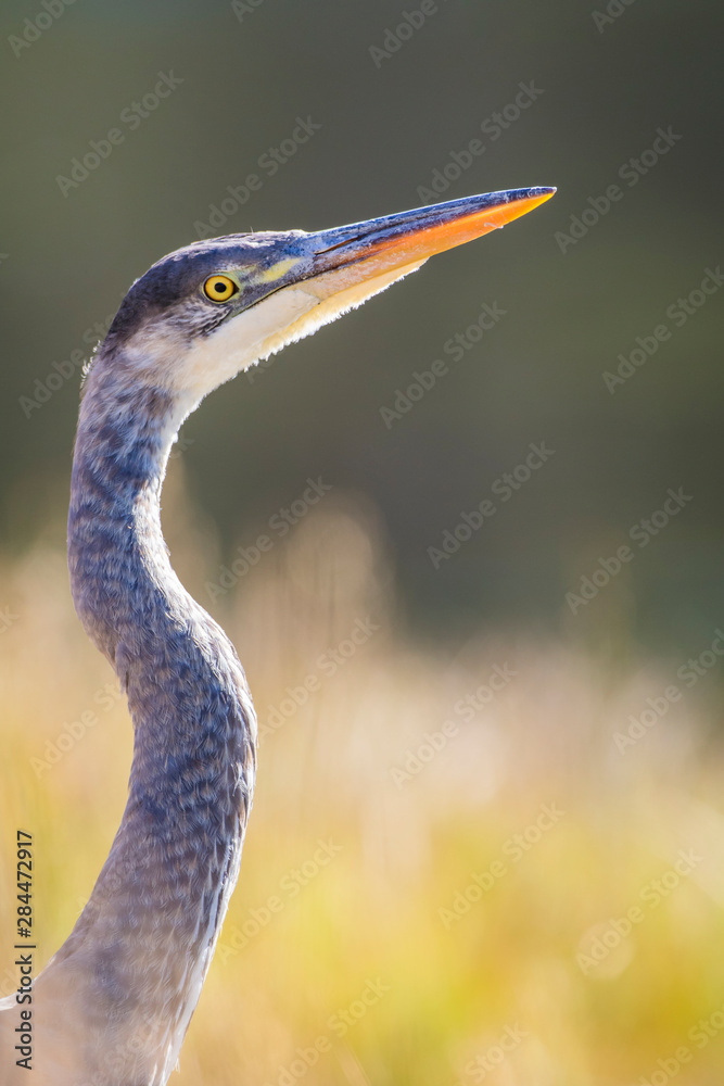 USA, Wyoming. Yellowstone National Park, Great Blue Heron as he stalks fish in the Madison River. USA, Wyoming. Yellowstone National Park, Great Blue Heron as he stalks fish in the Madison River.