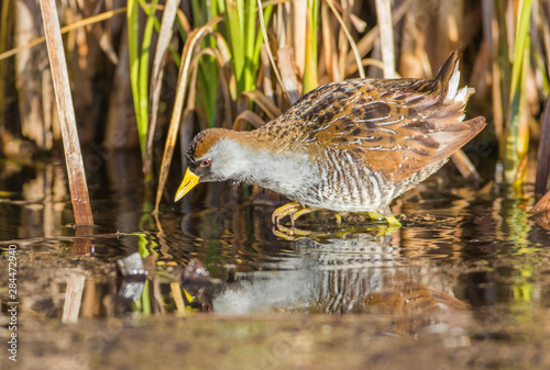 USA, Wyoming, Sublette County. Sora foraging in a wetland filled with cattails in springtime. © Elizabeth Boehm/Danita Delimont
