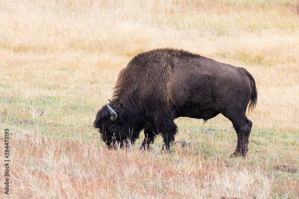 Bison (Bison bison) near Midway Geyser Basin Yellowstone National Park, Wyoming Bison (Bison bison) near Midway Geyser Basin Yellowstone National Park, Wyoming
