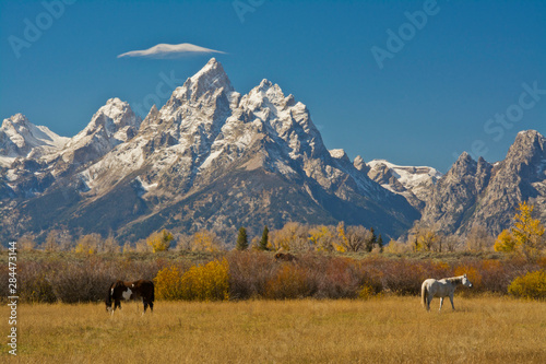 Horses  Moose Head Ranch  autumn  Grand Tetons  Grand Teton National Park  Wyoming  USA