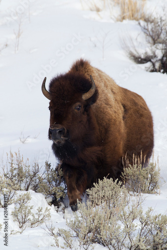Bison Traveling through deep snow