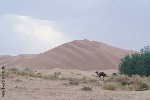 Dromedary in Sahara desert in Marocco