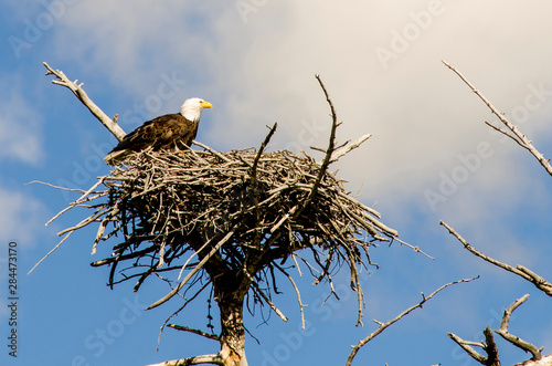 Foto Bald eagle on nest near Madison, Yellowstone National Park, Wyoming, USA