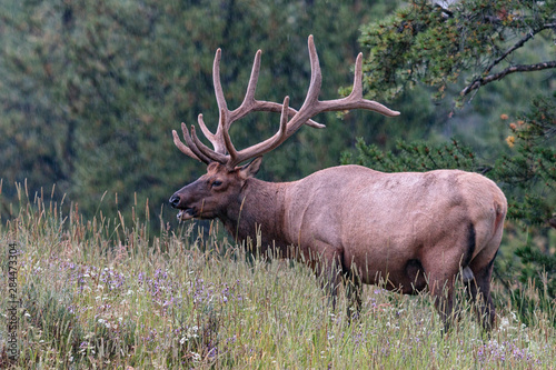 Male elk with impressive antlers. Yellowstone National Park. Wyoming.