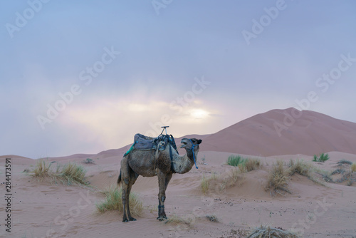 Dromedary in Sahara desert in Marocco