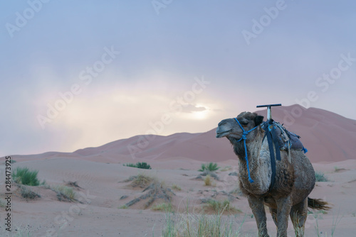 Dromedary in Sahara desert in Marocco