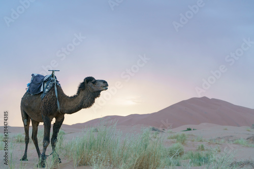 Dromedary in Sahara desert in Marocco