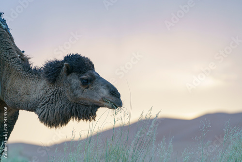 Dromedary in Sahara desert in Marocco