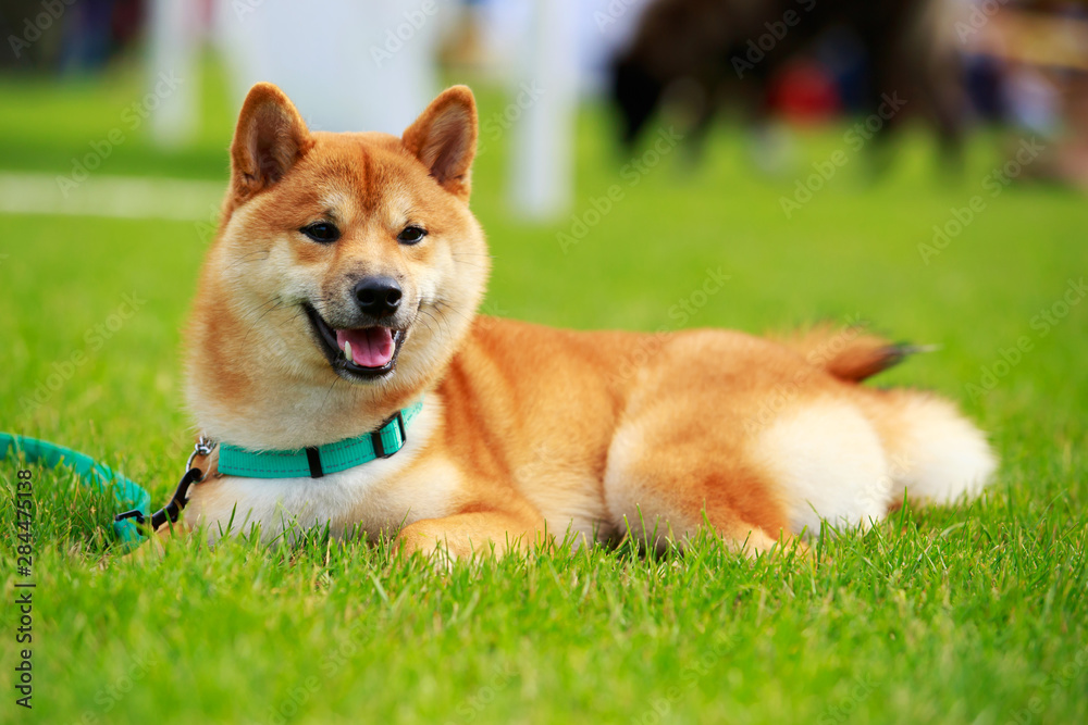The dog breed Shiba Inu close up on green grass The dog breed Shiba Inu close up on green grass