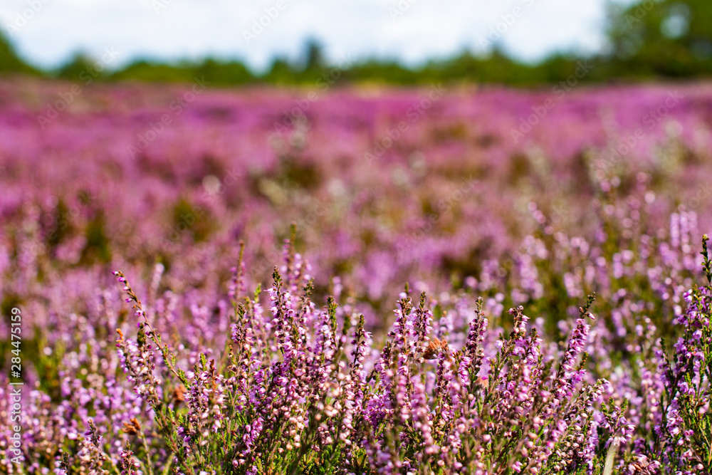 Naklejka premium The heather blooms in the dunes on the island of Fanø on the Danish west coast and on the North Sea