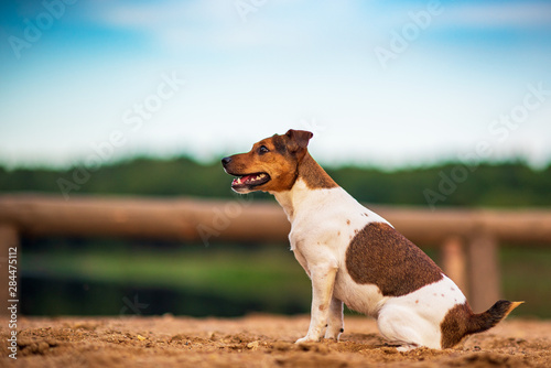 Closeup portrait of a beautiful Jack Russell dog.