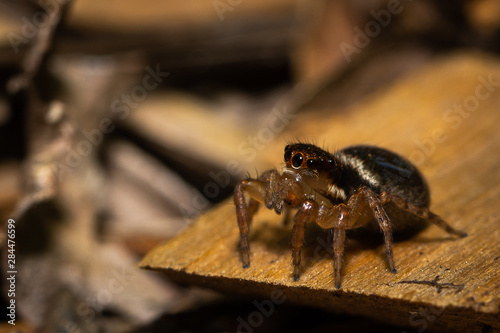 Jumping spider in garden