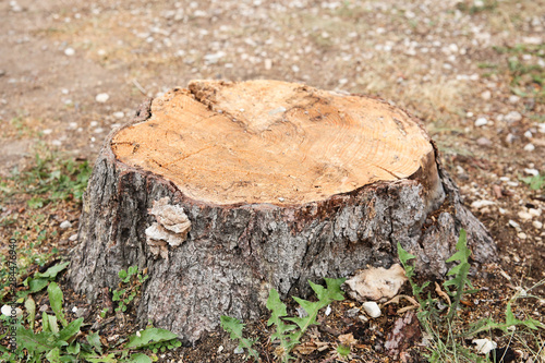 Close-up of Tree Trunk. Deforestation Concept.