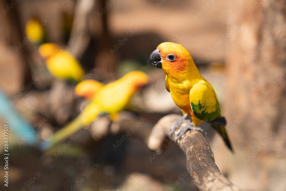 Obraz premium Yellow Eclectus Parrot.