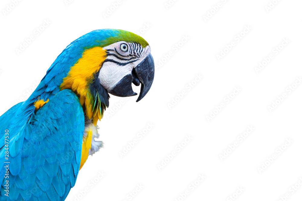 Obraz premium Blue Macaw Parrot.