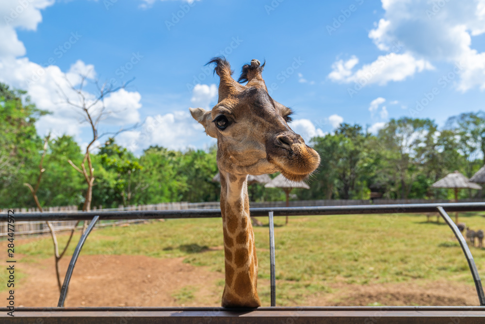 Obraz premium Close up. A big head giraffe happiness in nature farm, with blue sky background.