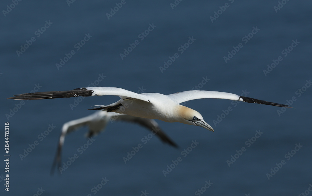 A beautiful Gannet, Morus bassanus, flying above the sea in the UK. A beautiful Gannet, Morus bassanus, flying above the sea in the UK.