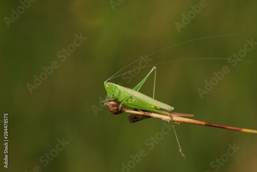 A pretty Long-winged Conehead Cricket, Conocephalus discolor, perched on a plant in heath land.