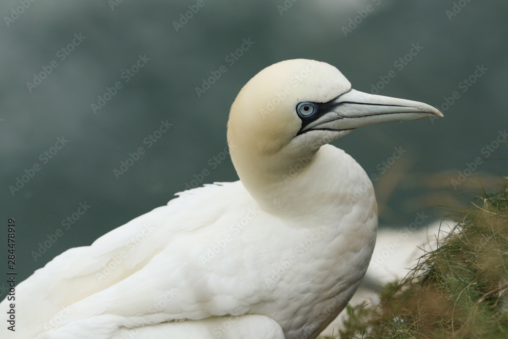 A magnificent Gannet, Morus bassanus, standing on the edge of a cliff at Bempton, Yorkshire. A magnificent Gannet, Morus bassanus, standing on the edge of a cliff at Bempton, Yorkshire.